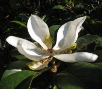 Magnolia grandiflora - Flower - Click to enlarge!