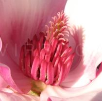 Magnolia grandiflora - Androecium and gynoecium close-up - Click to enlarge!