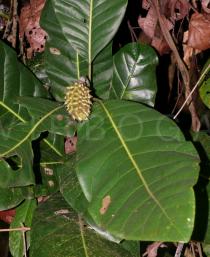 Magnolia henryi - Infructescence - Click to enlarge!