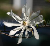Magnolia stellata - Flower - Click to enlarge!