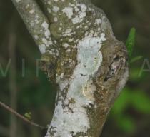 Magnolia stellata - Bark - Click to enlarge!