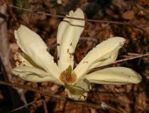 Magnolia stellata - Flower - Click to enlarge!