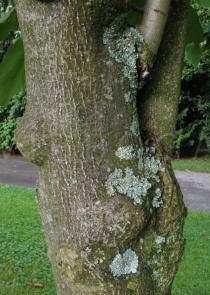 Magnolia tripetala - Trunk - Click to enlarge!