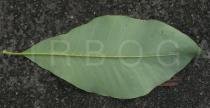 Magnolia tripetala - Lower surface of leaf - Click to enlarge!