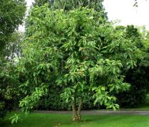 Magnolia tripetala - Habit - Click to enlarge!