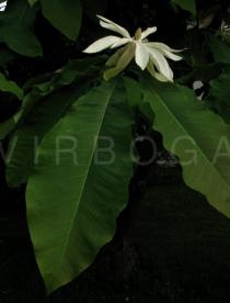 Magnolia tripetala - Branch with flower - Click to enlarge!