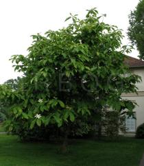 Magnolia tripetala - Habit of tree in flower - Click to enlarge!