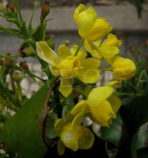 Mahonia aquifolium - Flower close-up - Click to enlarge!