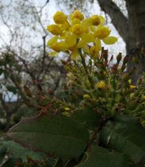 Mahonia aquifolium - Inflorescence, note ripening fruit below - Click to enlarge!
