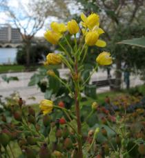Mahonia aquifolium - Inflorescence - Click to enlarge!