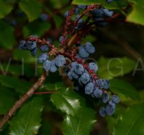 Mahonia aquifolium - Fruits - Click to enlarge!