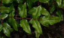 Mahonia aquifolium - Upper surface of leaf - Click to enlarge!
