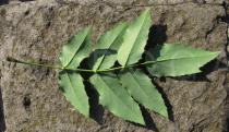 Mahonia aquifolium - Lower surface of leaf - Click to enlarge!