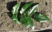 Mahonia aquifolium - Upper surface of leaf - Click to enlarge!