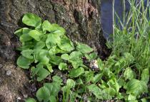 Maianthemum bifolium - Habit - Click to enlarge!
