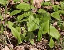Maianthemum bifolium - Habit - Click to enlarge!