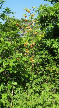 Malacantha alnifolia - Habit - Click to enlarge!