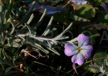 Malcolmia littorea - Flowering branch - Click to enlarge!