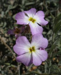 Malcolmia littorea - Flower - Click to enlarge!