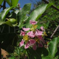 Malpighia emarginata - Flowers - Click to enlarge!
