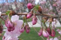 Malus domestica - Flower buds - Click to enlarge!