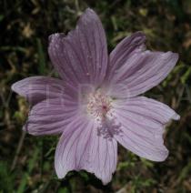 Malva alcea - Flower - Click to enlarge!