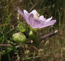 Malva alcea - Flower, side view - Click to enlarge!