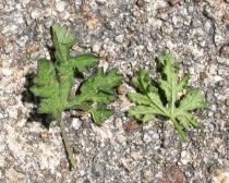Malva alcea - Upper and lower surface of leaf - Click to enlarge!