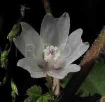 Malva neglecta - Flower - Click to enlarge!