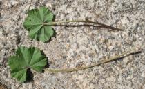 Malva neglecta - Upper and lower surface of leaf - Click to enlarge!