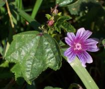 Malva sylvestris - Flower - Click to enlarge!
