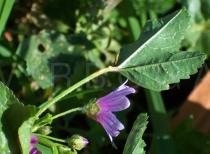 Malva sylvestris - Flower side view - Click to enlarge!