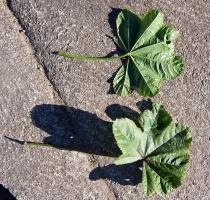 Malva sylvestris - Top and lower side of leaf - Click to enlarge!
