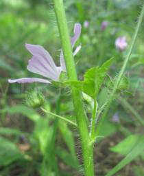Malva sylvestris - Flower bud - Click to enlarge!
