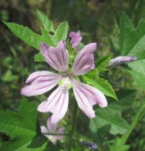 Malva sylvestris - Flower - Click to enlarge!