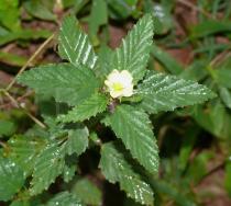 Malvastrum coromandelianum - Flower and foliage - Click to enlarge!