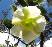 Mandevilla antennacea - Flower - Click to enlarge!