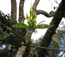 Mandevilla antennacea - Flower buds - Click to enlarge!
