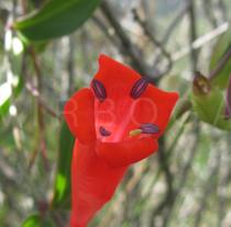 Manettia cordifolia - Flower - Click to enlarge!