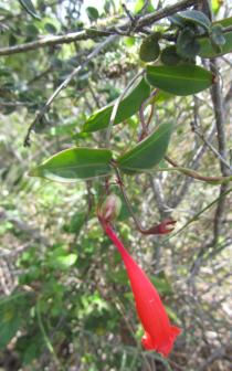 Manettia cordifolia - Habit - Click to enlarge!