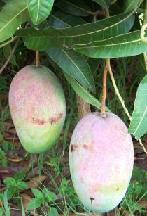 Mangifera indica - Unripe fruits - Click to enlarge!