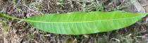 Mangifera indica - Lower surface of leaf - Click to enlarge!