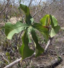 Manihot dichotoma - Foliage - Click to enlarge!