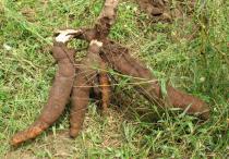 Manihot esculenta - Roots - Click to enlarge!