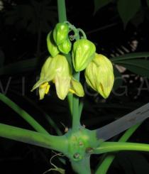Manihot esculenta - Flower - Click to enlarge!