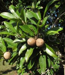 Manilkara zapota - Foliage and fruits - Click to enlarge!