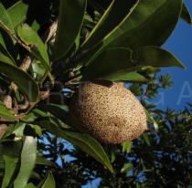 Manilkara zapota - Fruit - Click to enlarge!