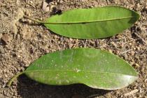 Manilkara zapota - Upper and lower surface of leaf - Click to enlarge!