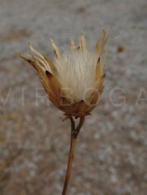 Mantisalca salmantica - Infructescence - Click to enlarge!
