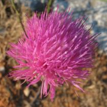 Mantisalca salmantica - Flower head - Click to enlarge!